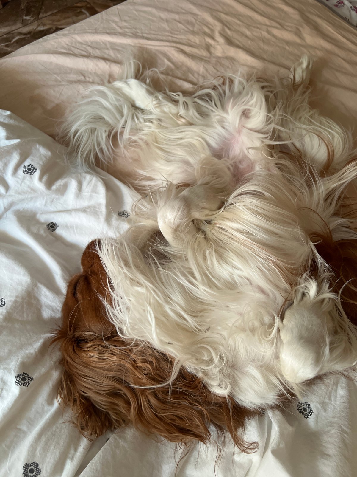 Two spaniels rest on floral bedding in Khimki