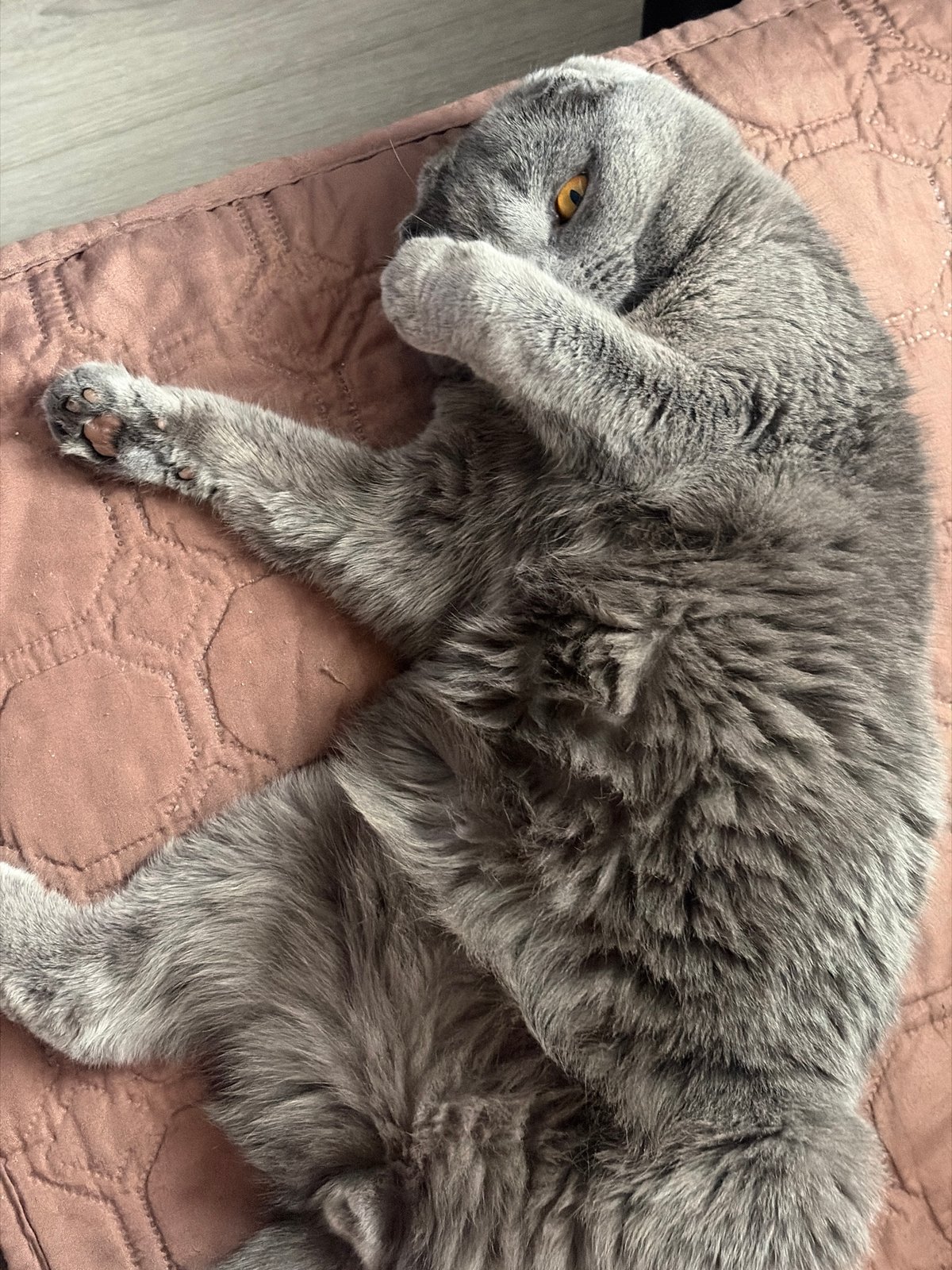 Gray Scottish Fold cat spotted resting in Saint Petersburg home