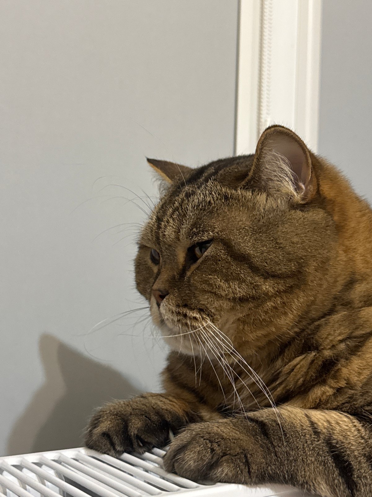 Tabby cat lounging on a white radiator, multiple angles