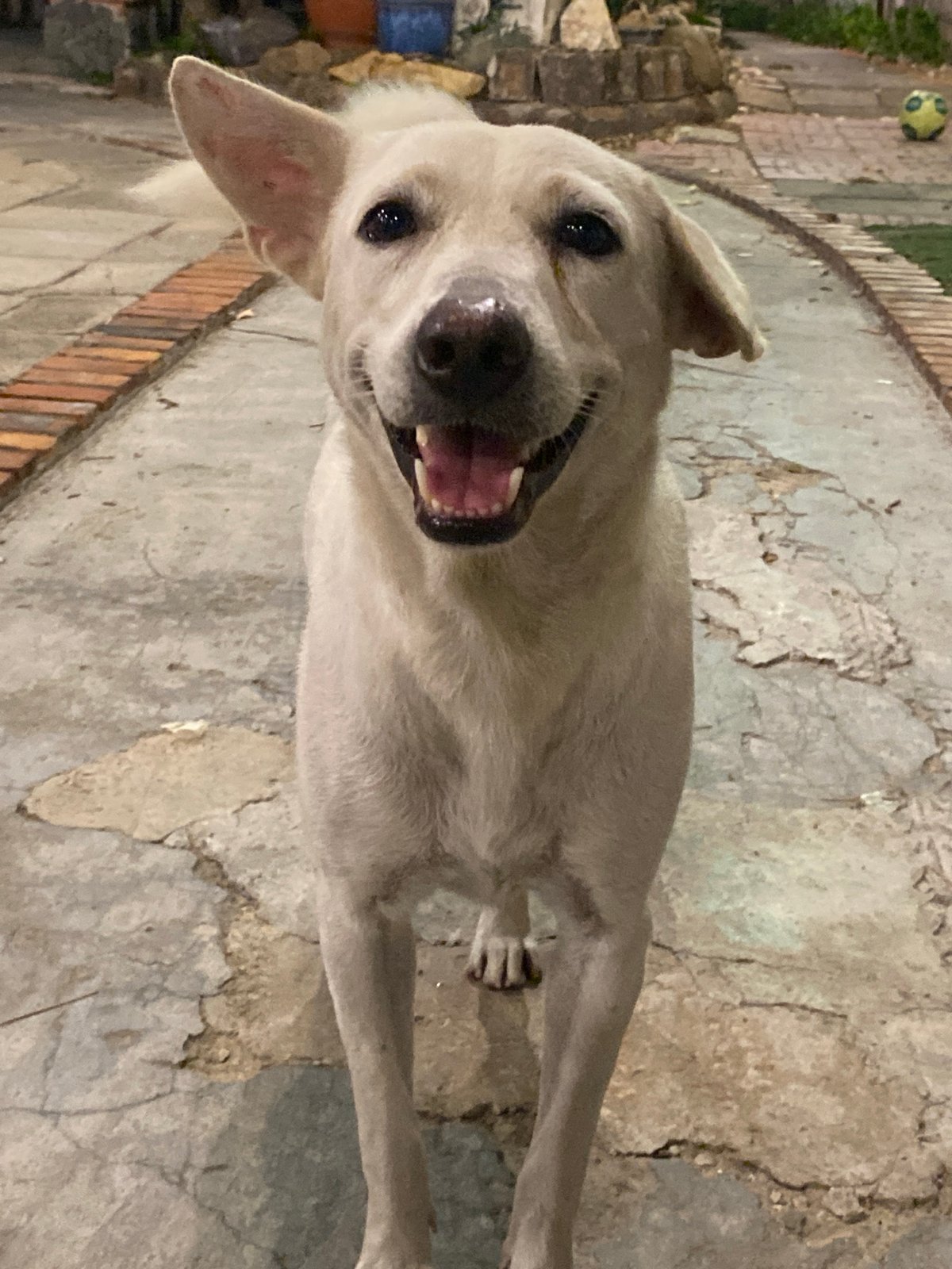 An evening out in Phan Thiet: food, dogs, and garden cafes