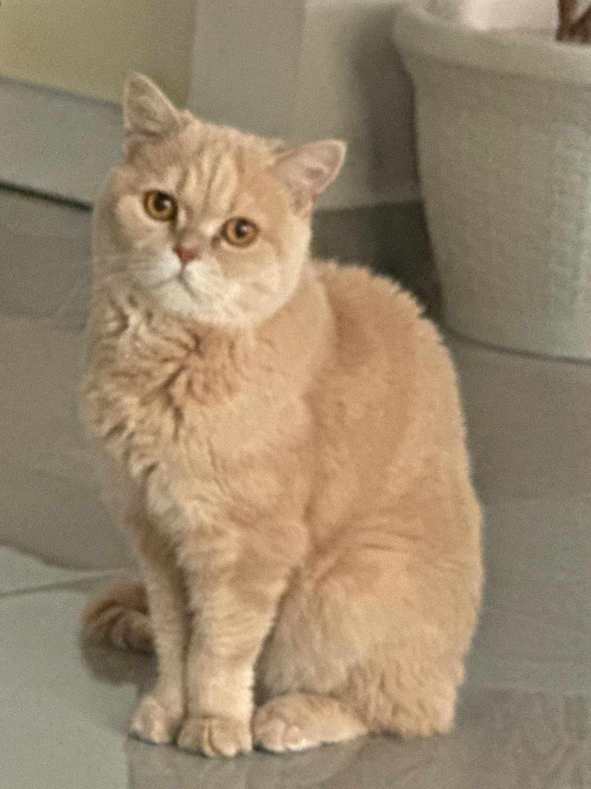 Cats doing cat things in an Alanya home