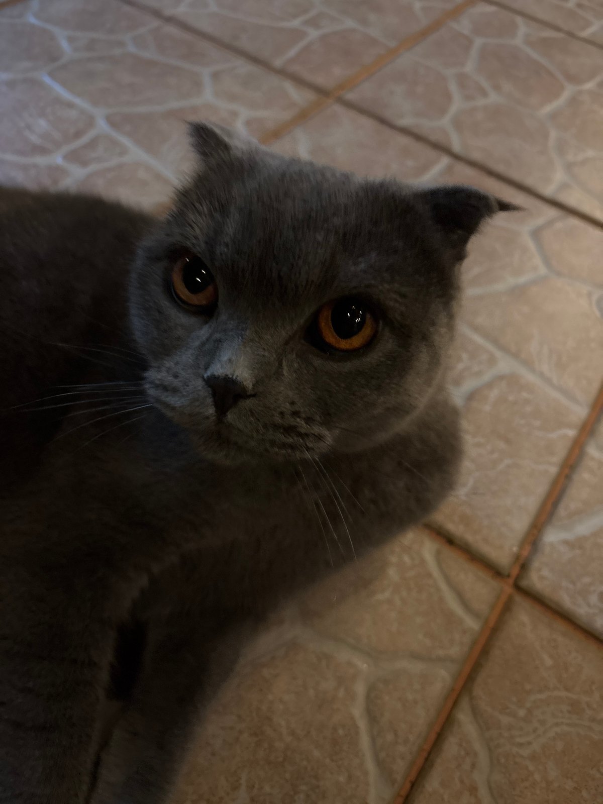 Gray cat photographed on tiled floor in Karlovo home