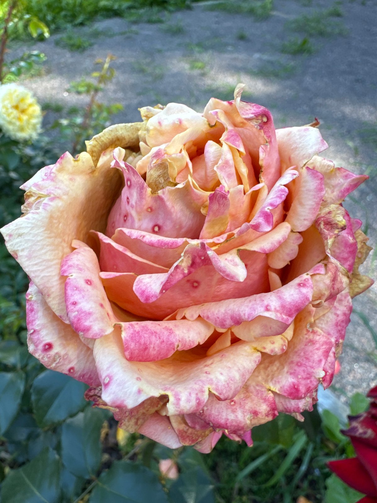 Close-up tour of a Russian garden's blooms, plus one curious cat