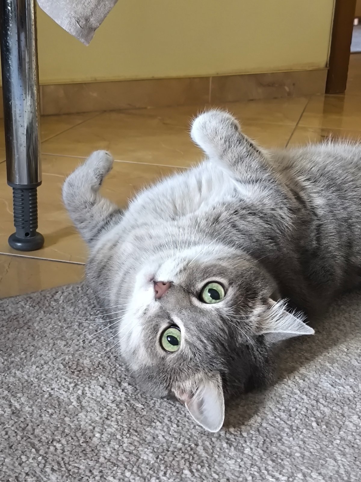 Gray tabby cat lounges upside-down, staring into the camera