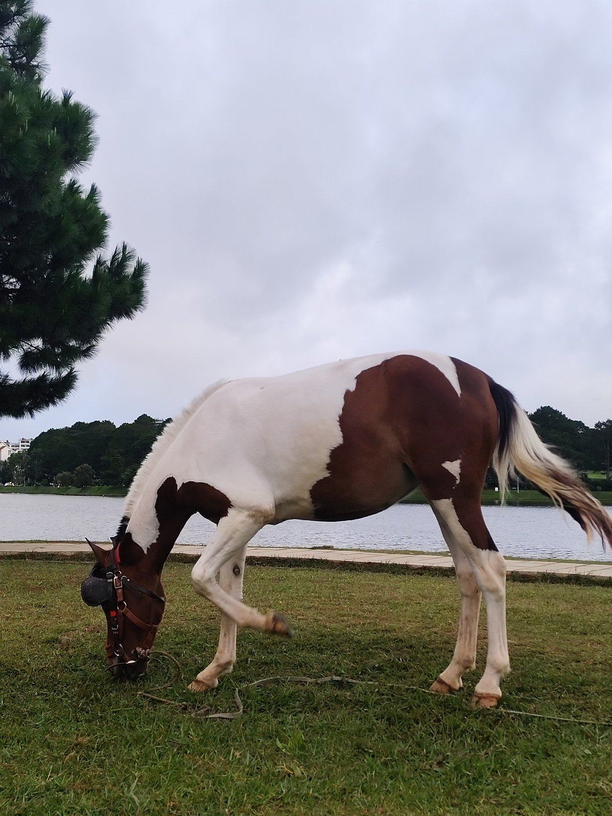 Horses graze by lake in Da Lat evening scene