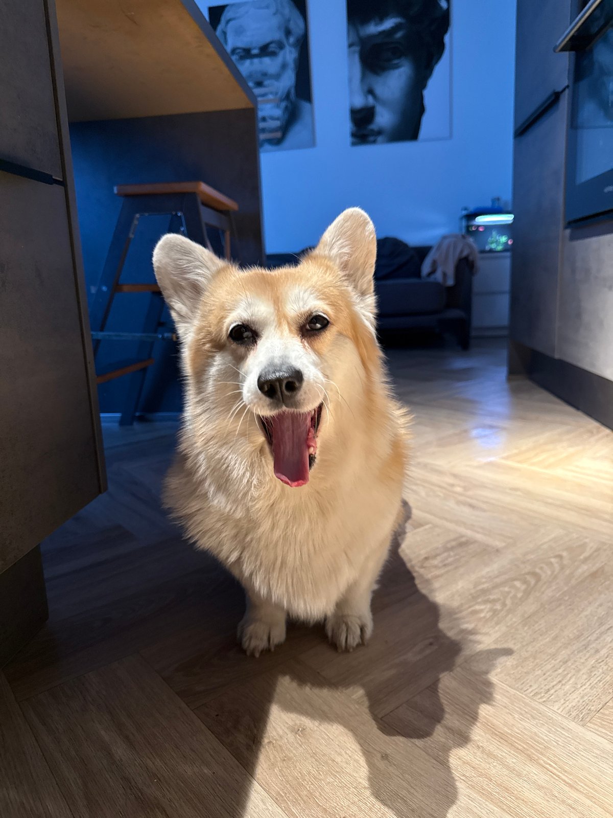 Corgi dog photographed on wooden floor in Krasnoyarsk home