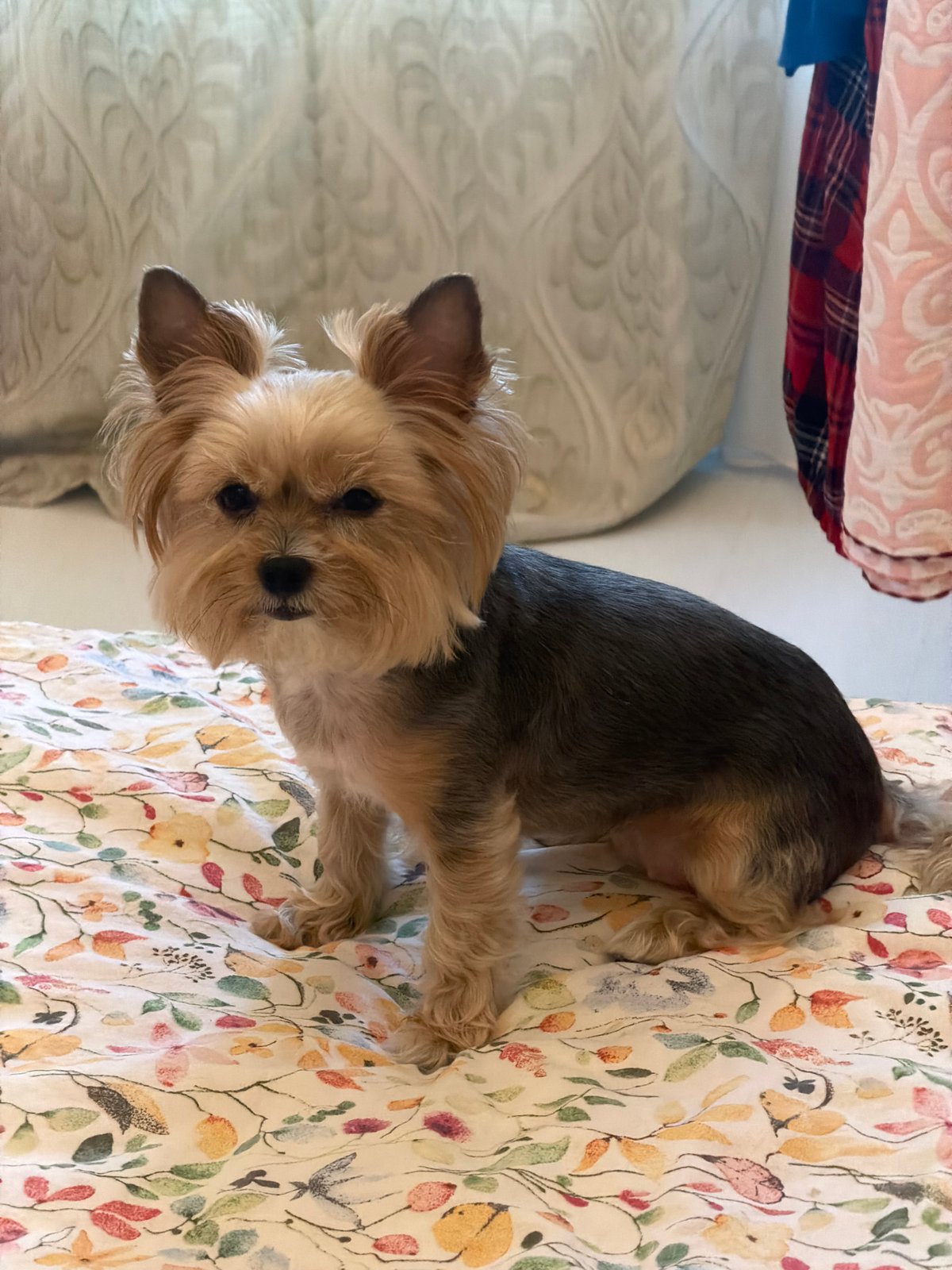 Yorkshire Terrier at home, multiple angles over a few minutes