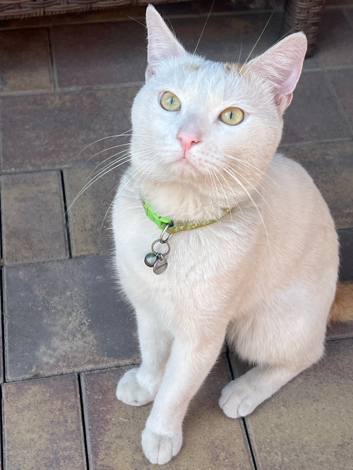 Green-collared cat chills on a patio in Rostov-on-Don