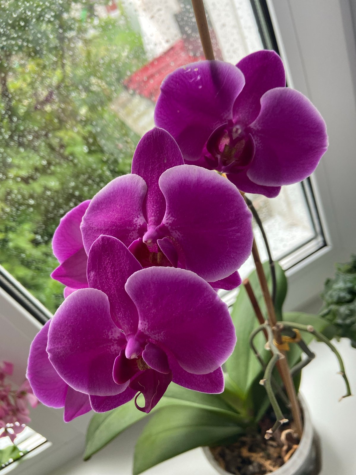 Rainy afternoon at home: flowers, fish, and small decorative objects