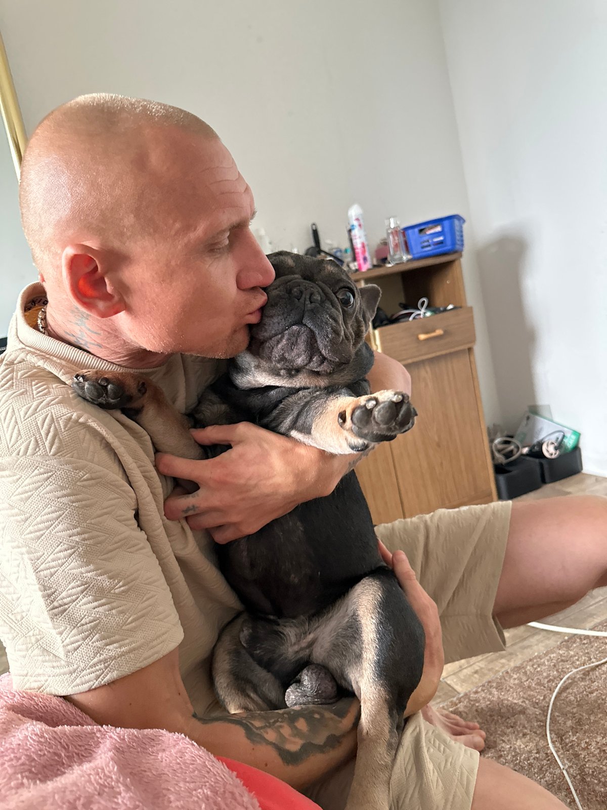 A French bulldog's lazy afternoon at home