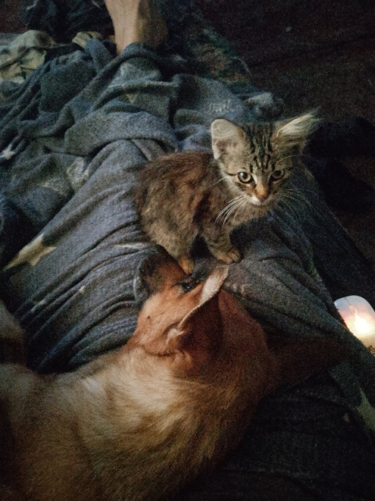 Tabby kitten and dog nap together on a cozy blanket