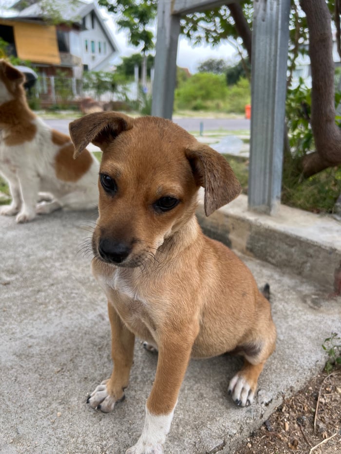 Puppies and harbor life captured in Nha Trang morning