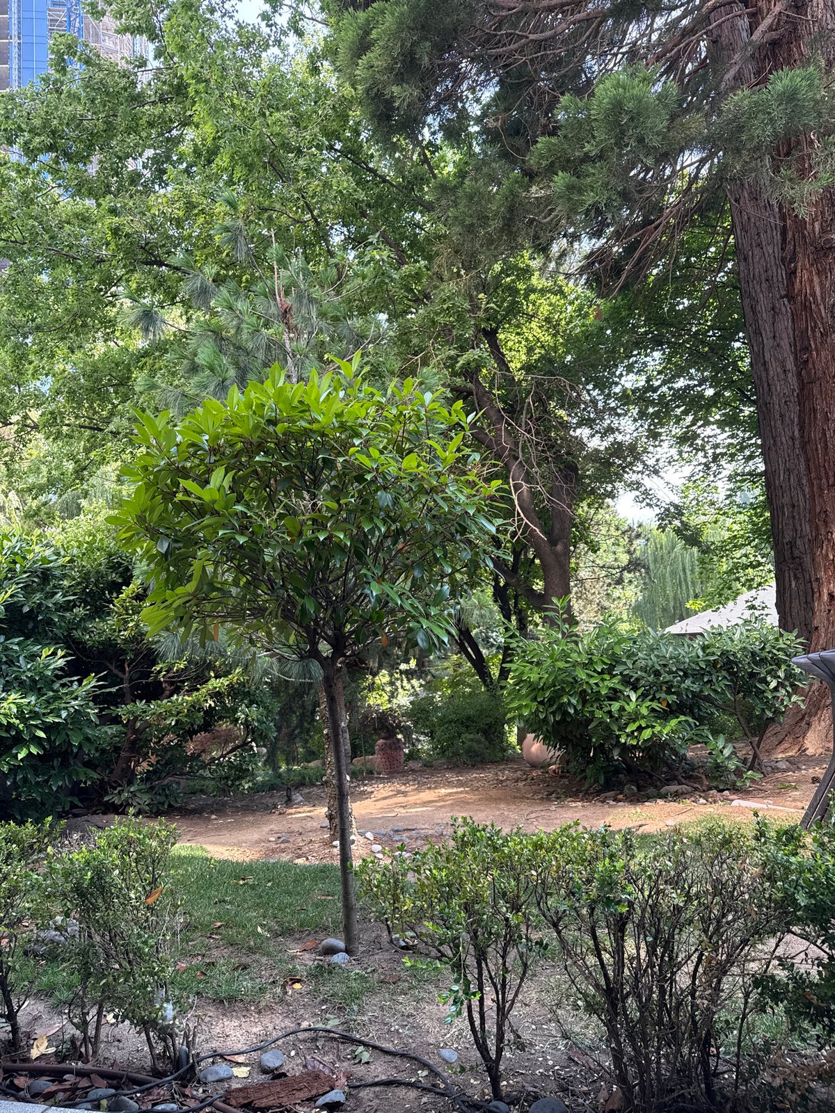 Manicured greenery in a Sofia park on a summer afternoon