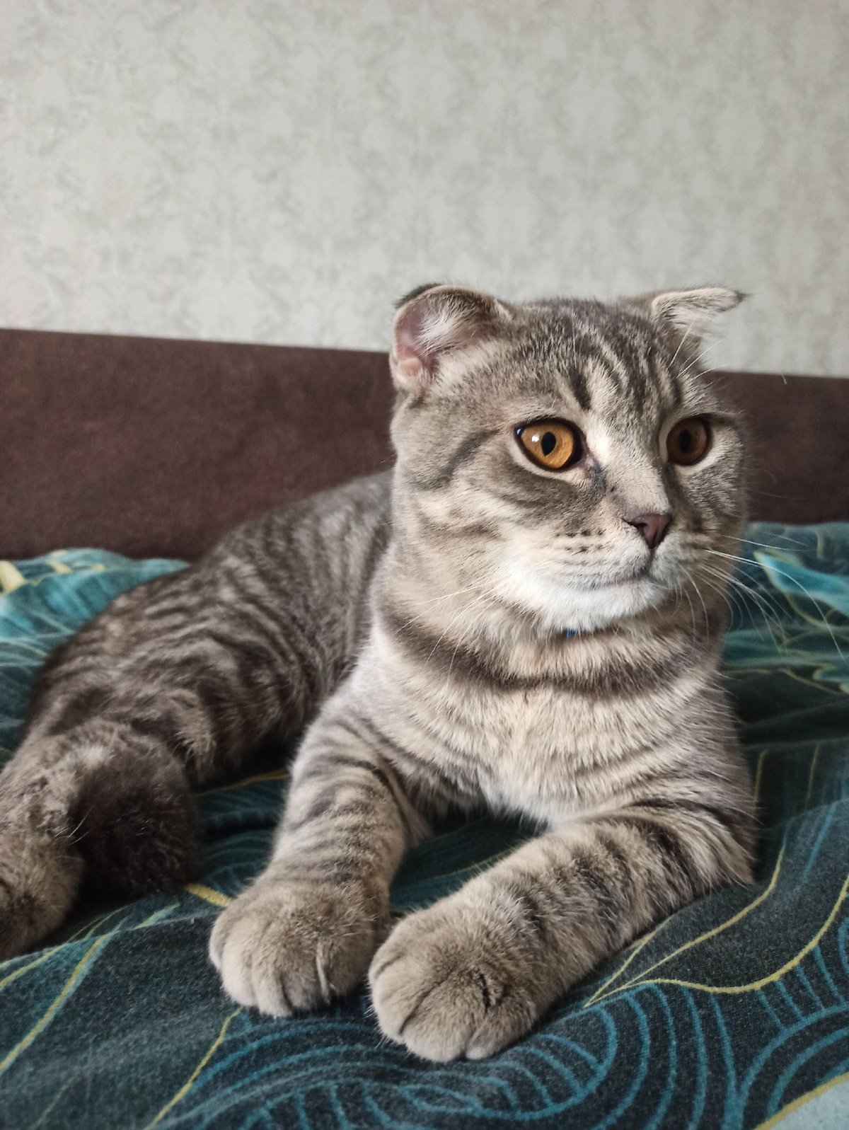 Scottish Fold cat rests on patterned blanket in Balashov