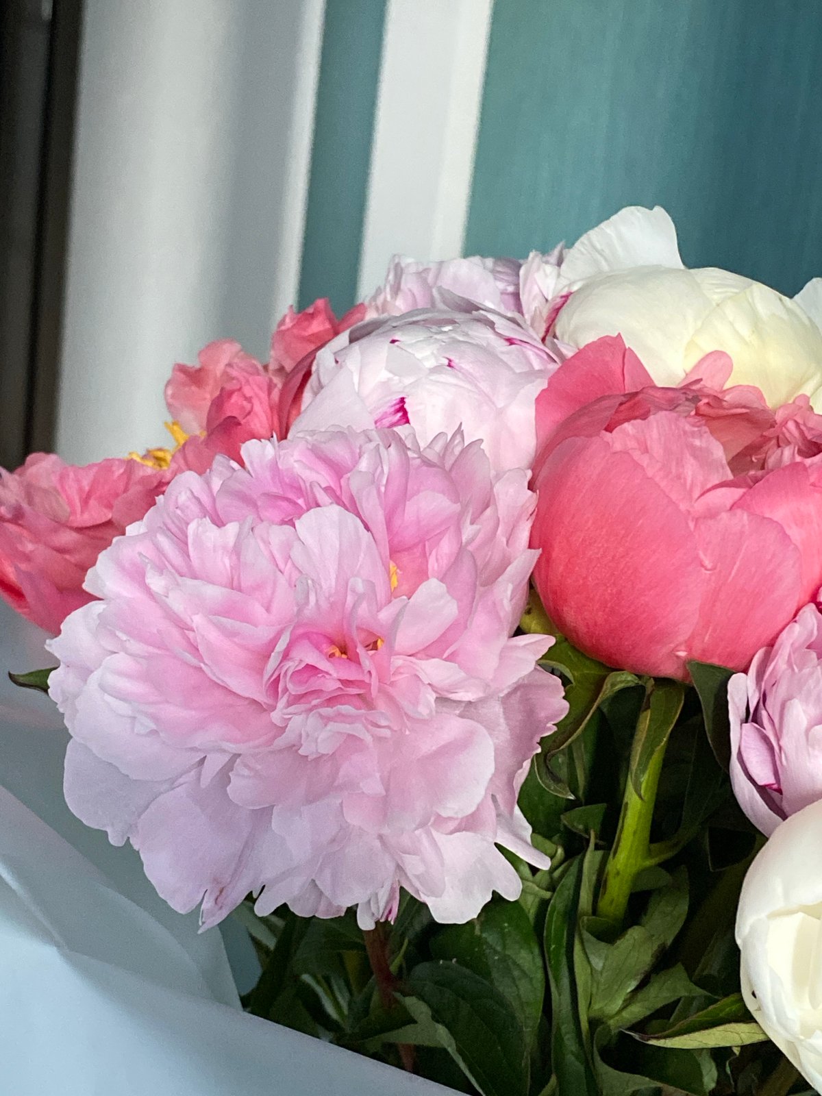 Mixed pink peony bouquet, up close in full bloom