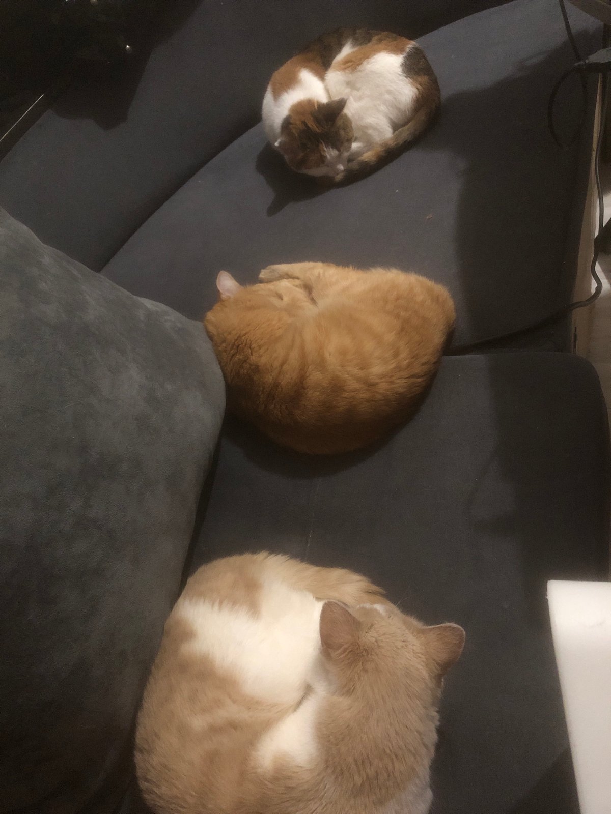 Three cats sleep peacefully in Nyagan home