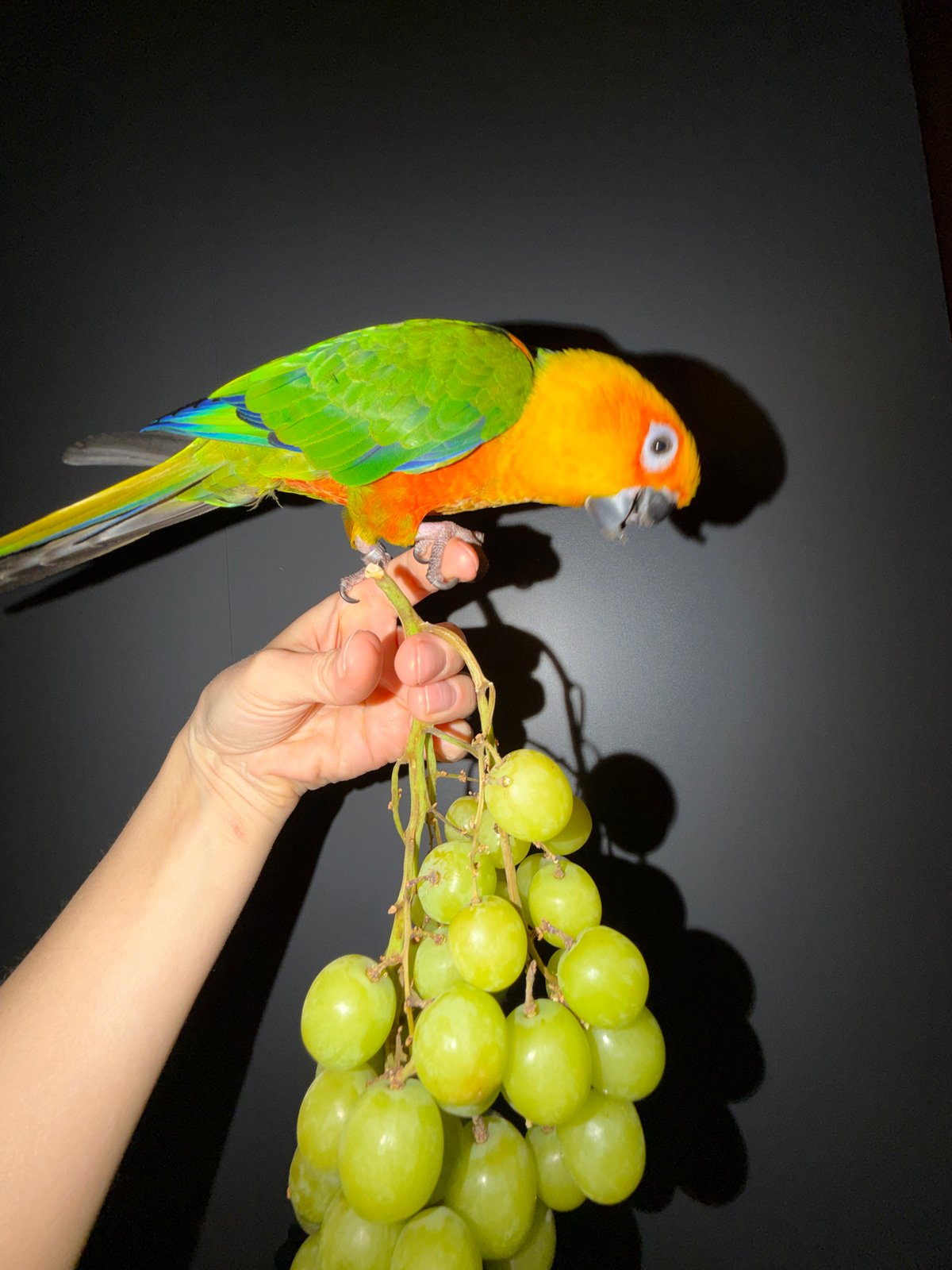Parrot and laboratory equipment documented in Khimki, Russia