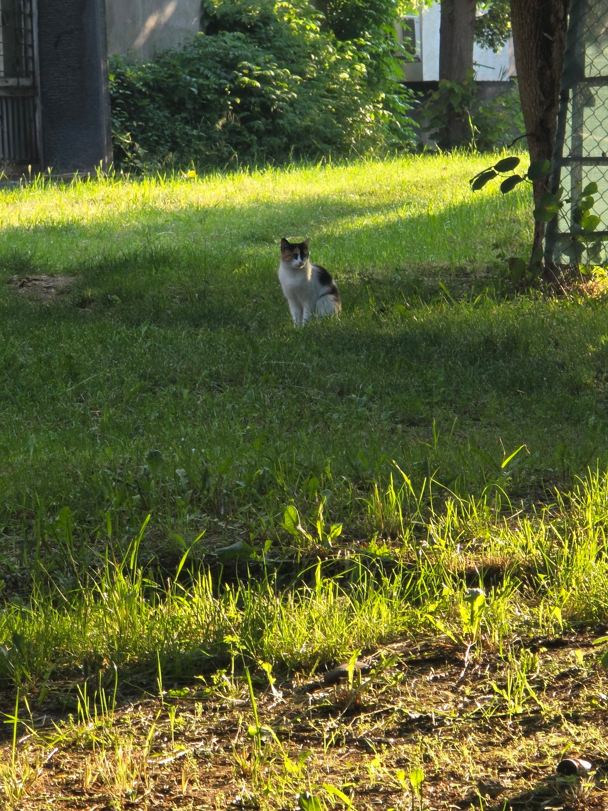 Early morning life documented across Sofia neighborhoods