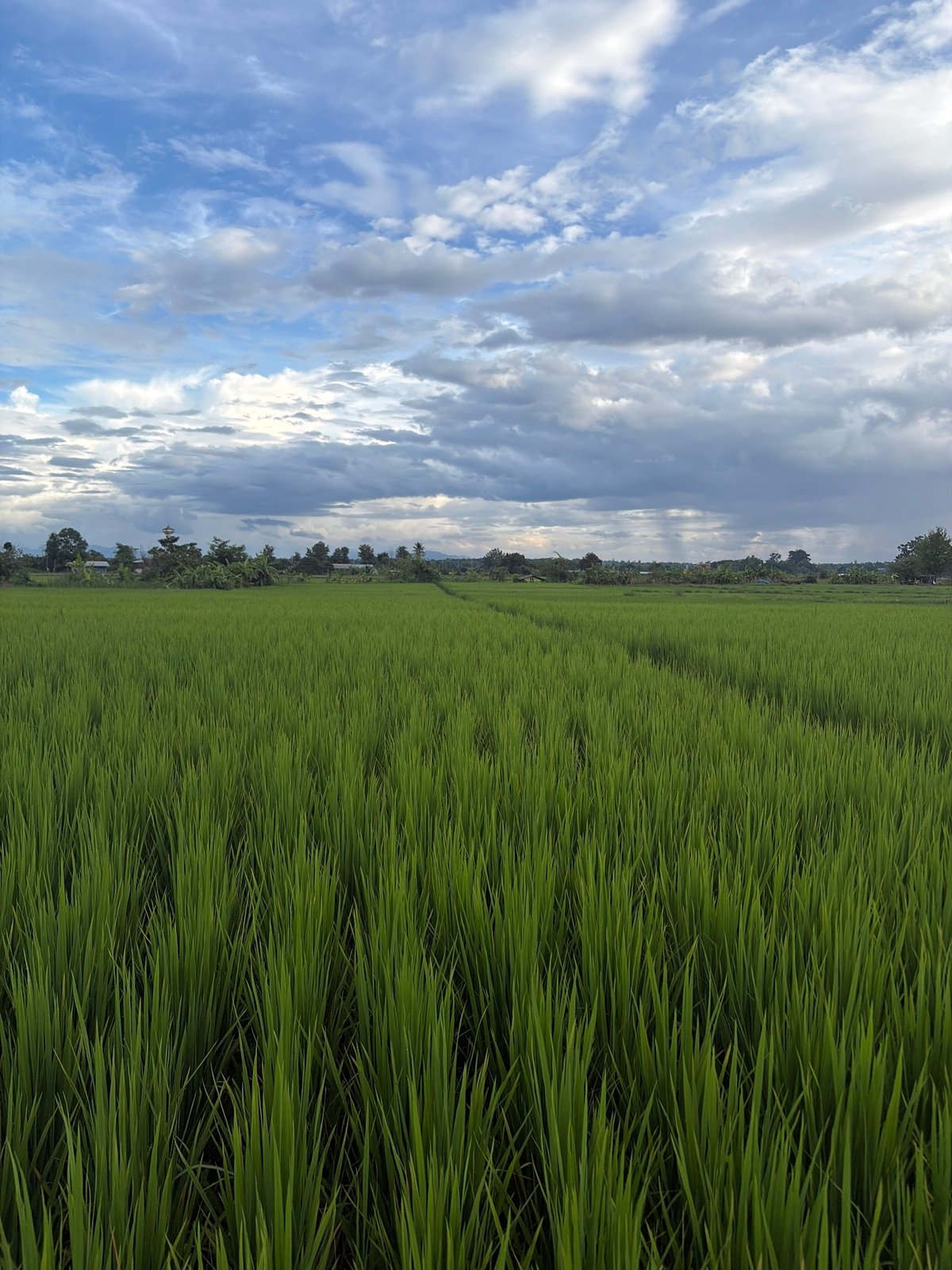 Morning in the rice paddies near Chiang Mai's misty mountain backdrop