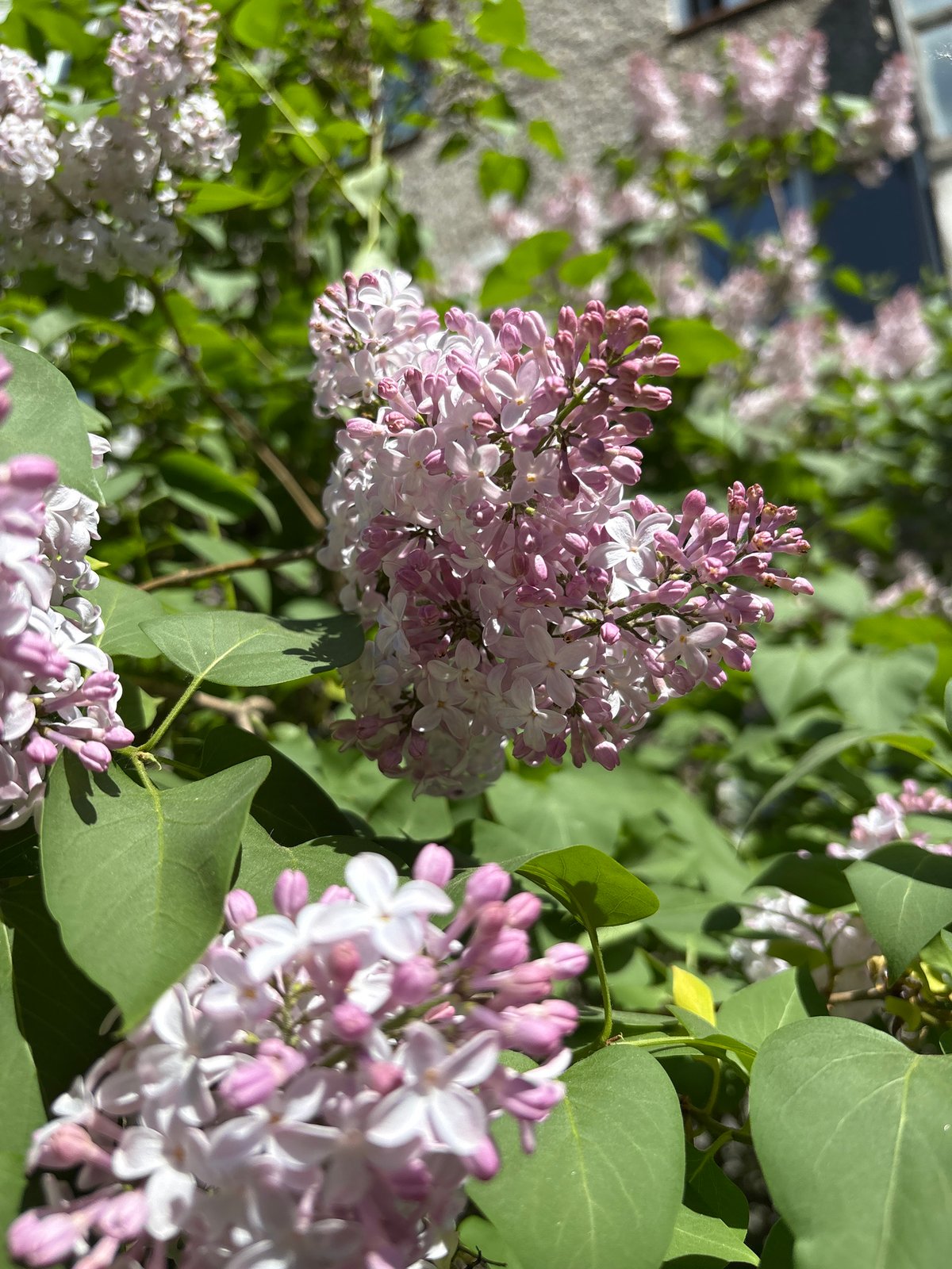 Spring lilacs bloom on Izhevsk streets, witness documents flowers
