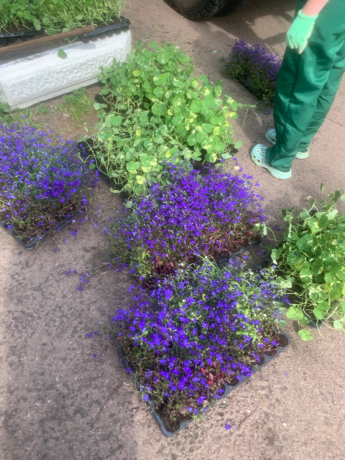 Morning community gardening volunteers plant flowers in Saint Petersburg park