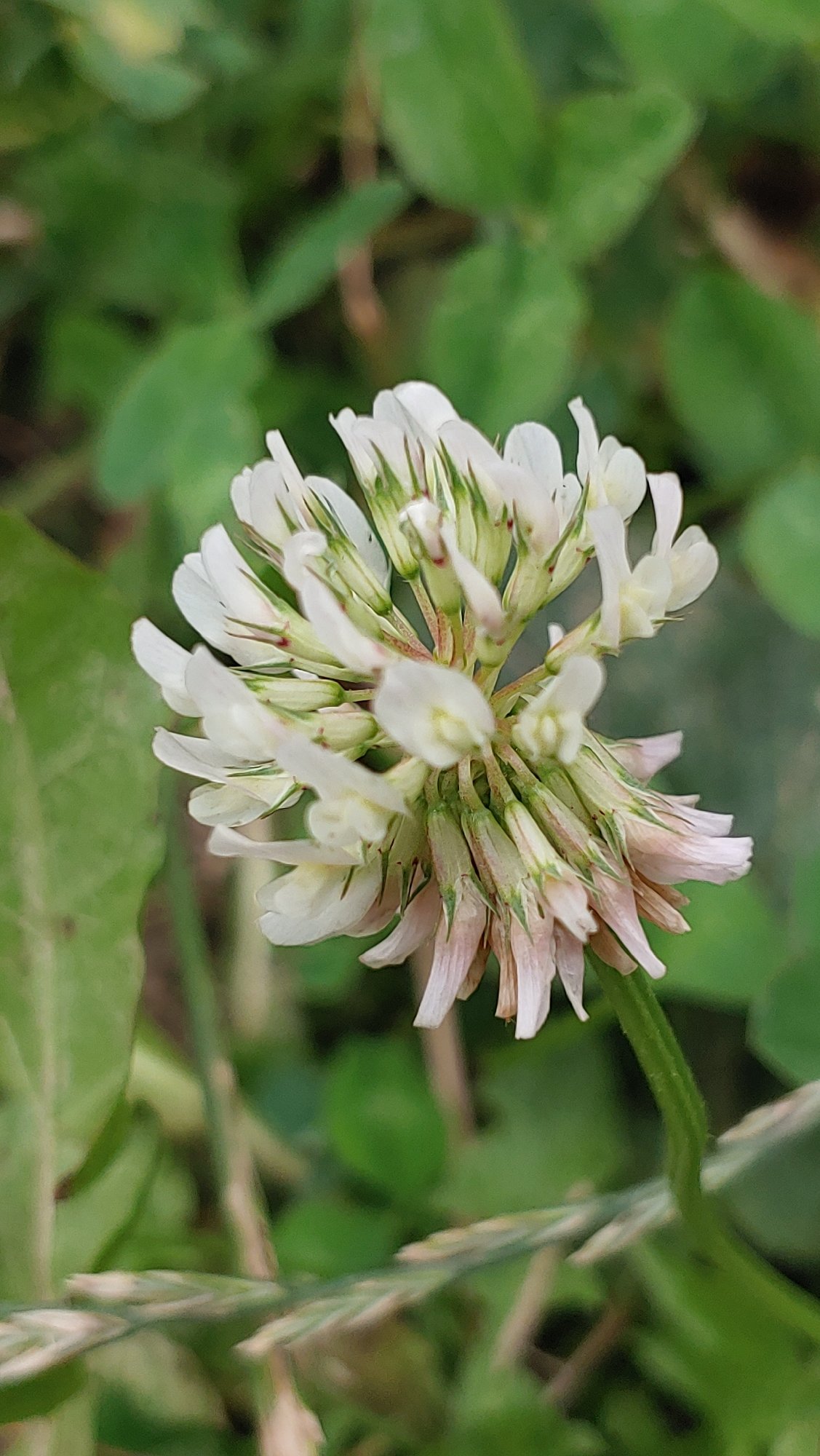 Macro botanical details from a patch of wild greenery in Mukachevo