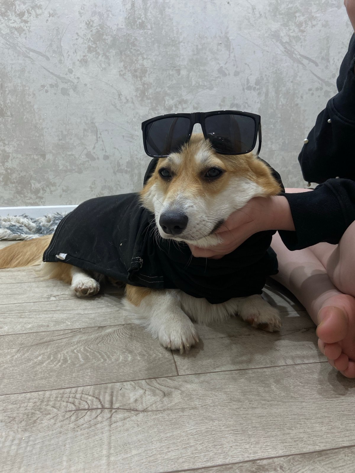 Owner dresses corgi in hoodie and sunglasses in Russia