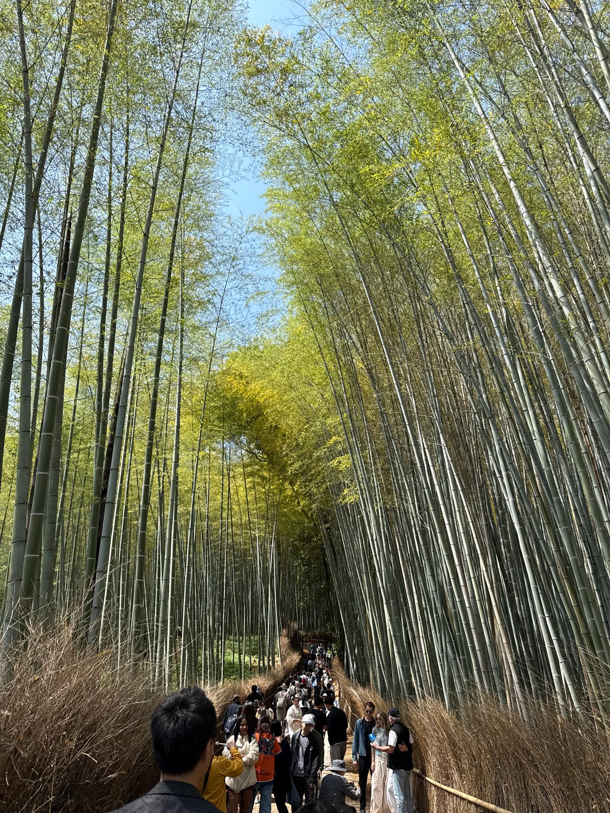 Night visitor documents Arashiyama bamboo forest in Kyoto