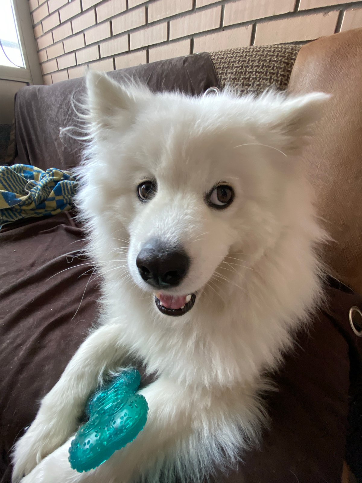 Samoyed chills at home, Khabarovsk apartment building nearby