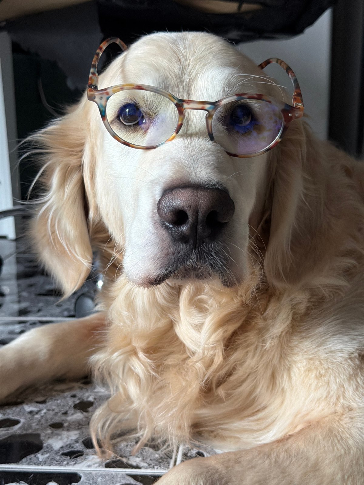 Golden Retriever in glasses photographed on Tbilisi balcony