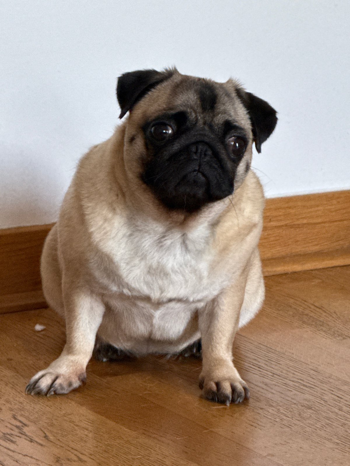 Pug on the floor, apartment buildings under a clear sky