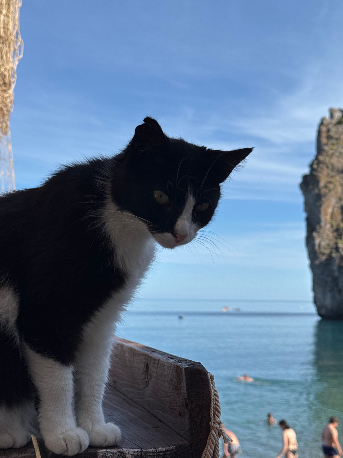 Black and white cat on a coastal railing, Simeiz