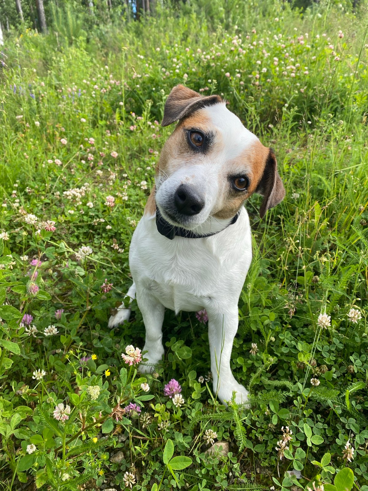 Jack Russell Terrier explores Yekaterinburg fields near an open-pit mine