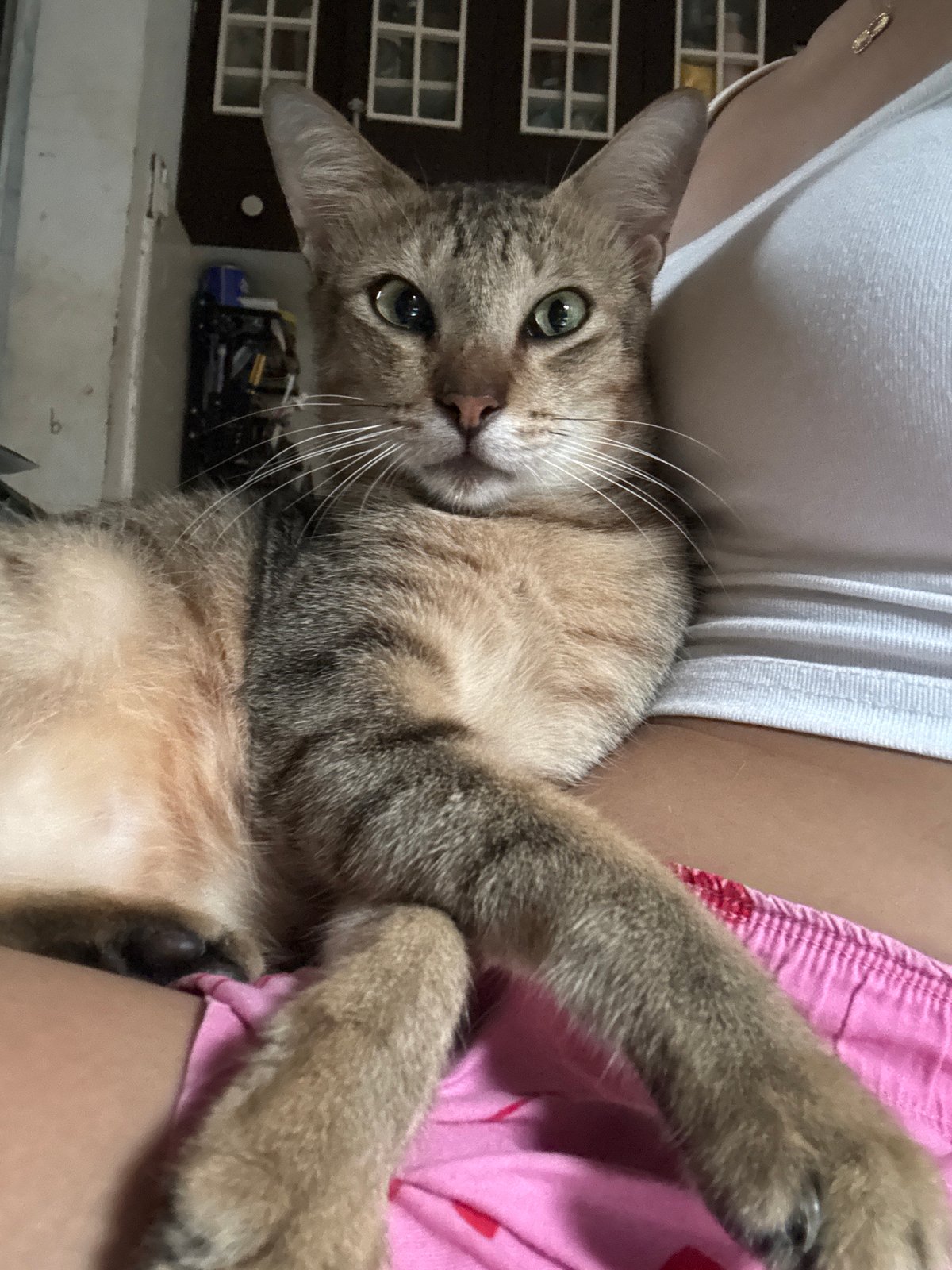 Lazy morning with a tabby cat in Davao City