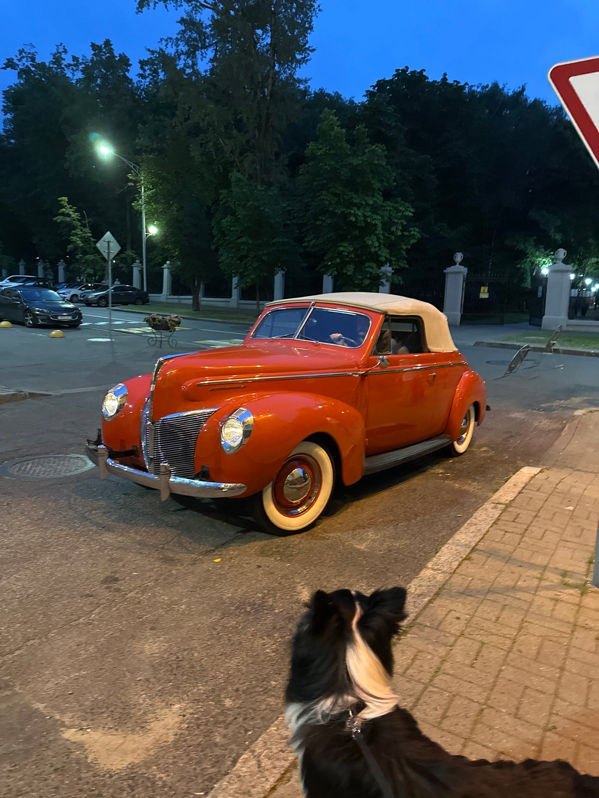 Border collie eyes a classic 1940 Ford Deluxe in Minsk