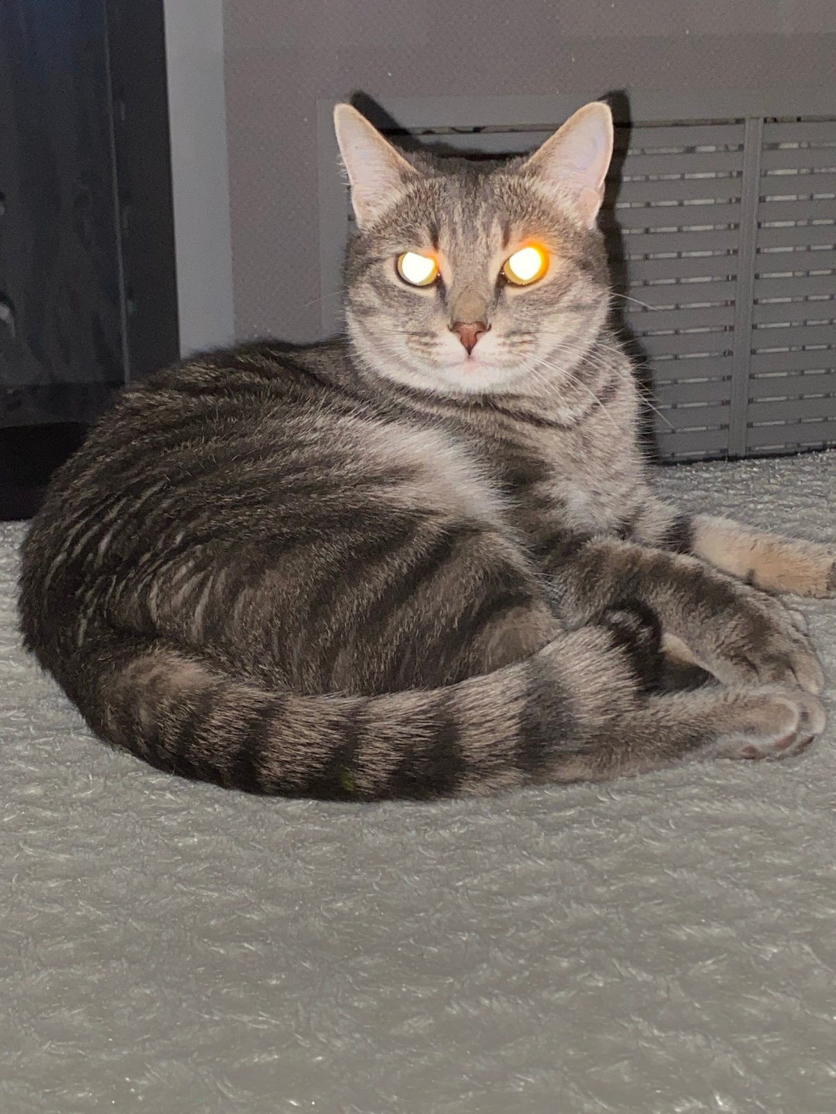 Quiet evening moments with tabby cat in Markovskii, Russia
