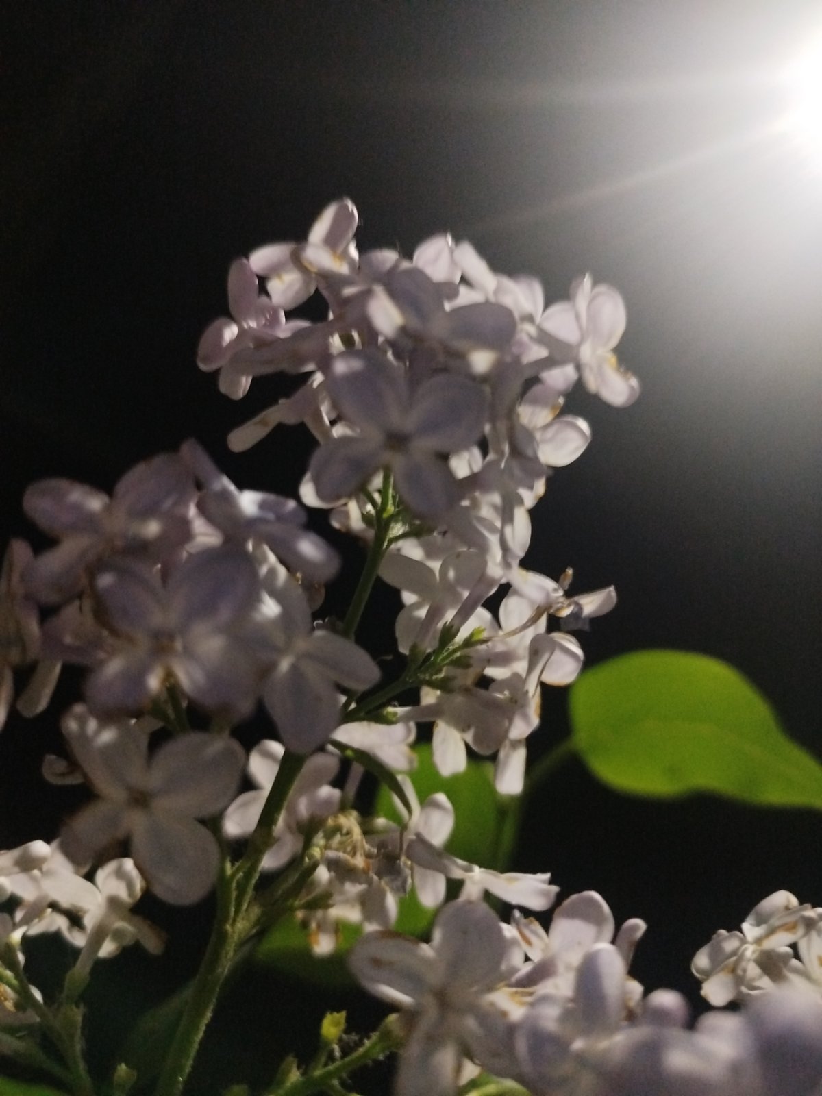 Evening urban walk captures flowers, streets, nighttime neighborhood scenes