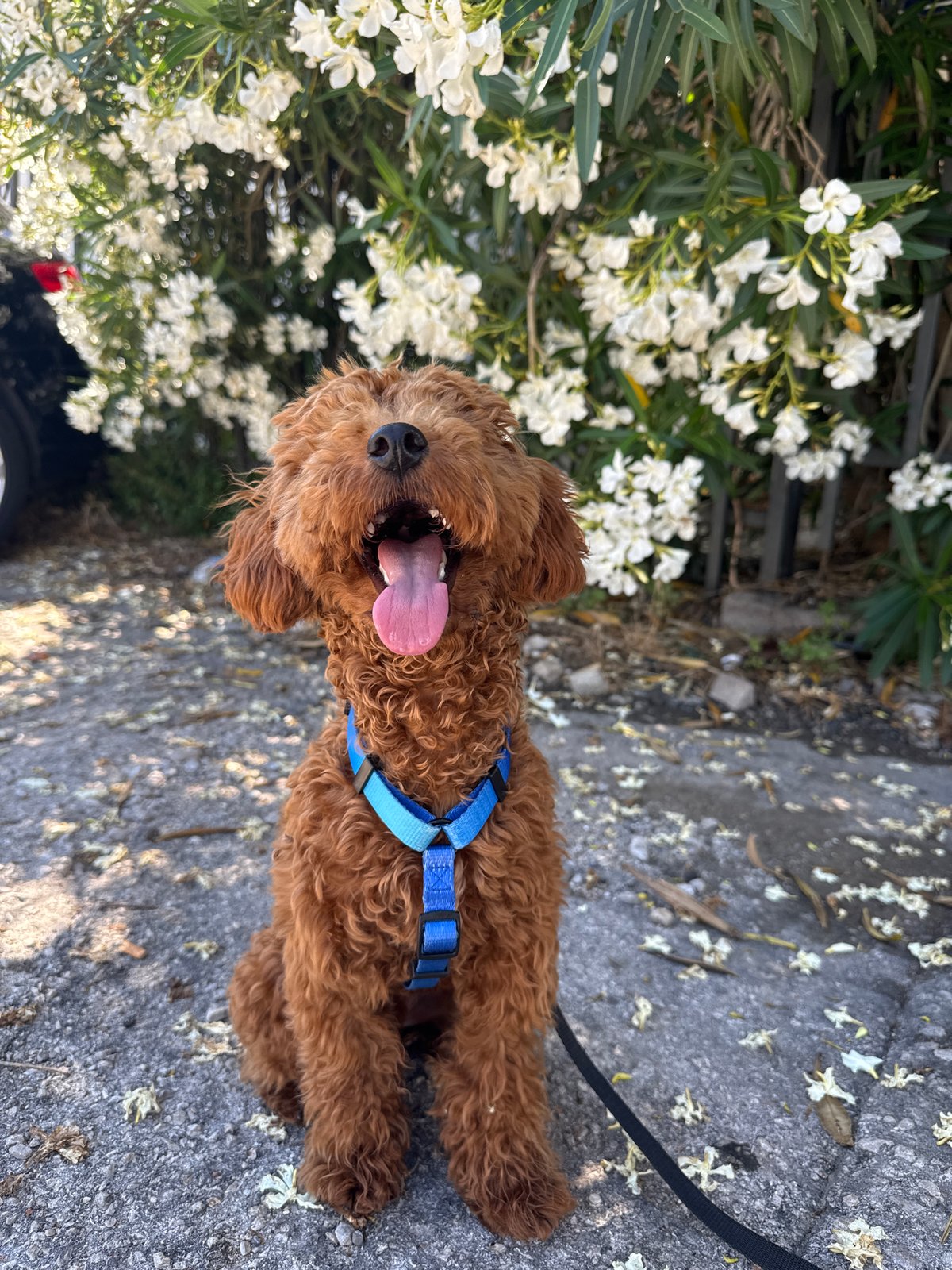 Brown curly dog spotted resting on pavement in Sutomore