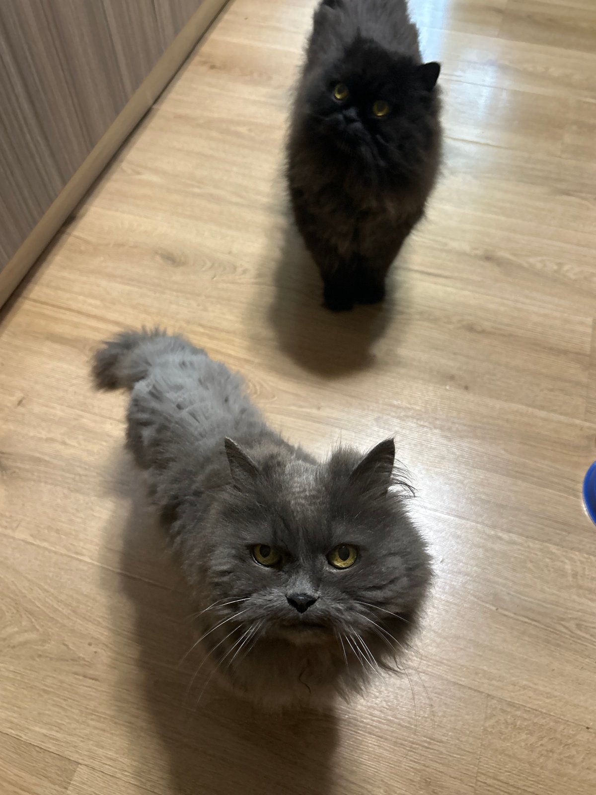 Two long-haired cats spotted indoors in Sofia, Bulgaria