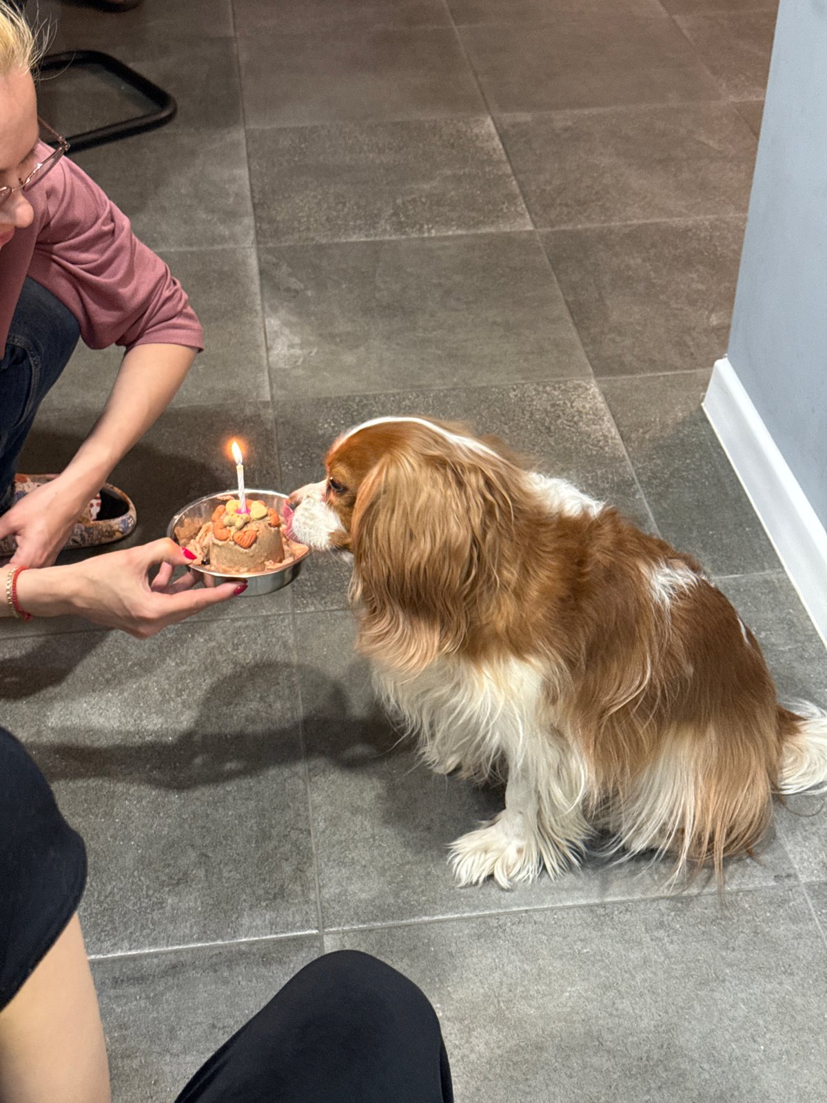 Dog celebrates birthday with candle in food bowl in Sofia