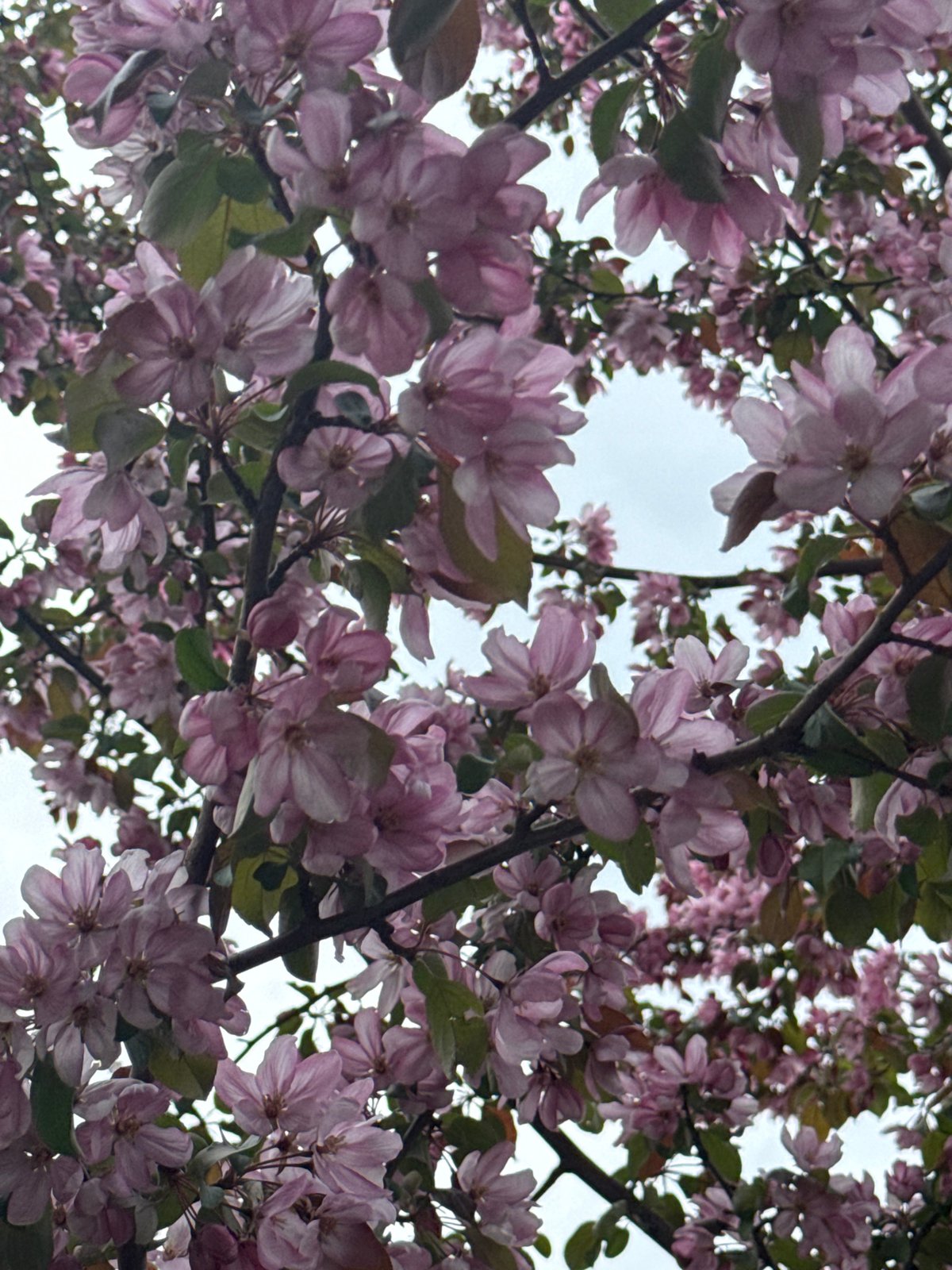 Spring blossoms and street-level moments documented in Krasnoyarsk