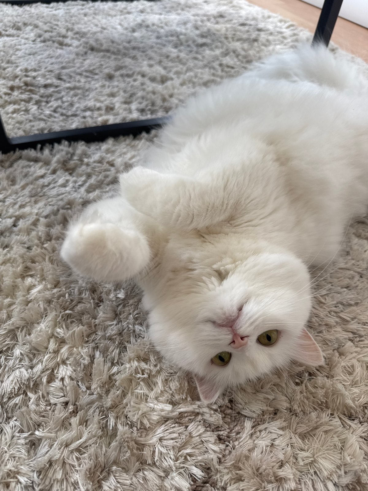 White cat observed in domestic scene with furniture, container