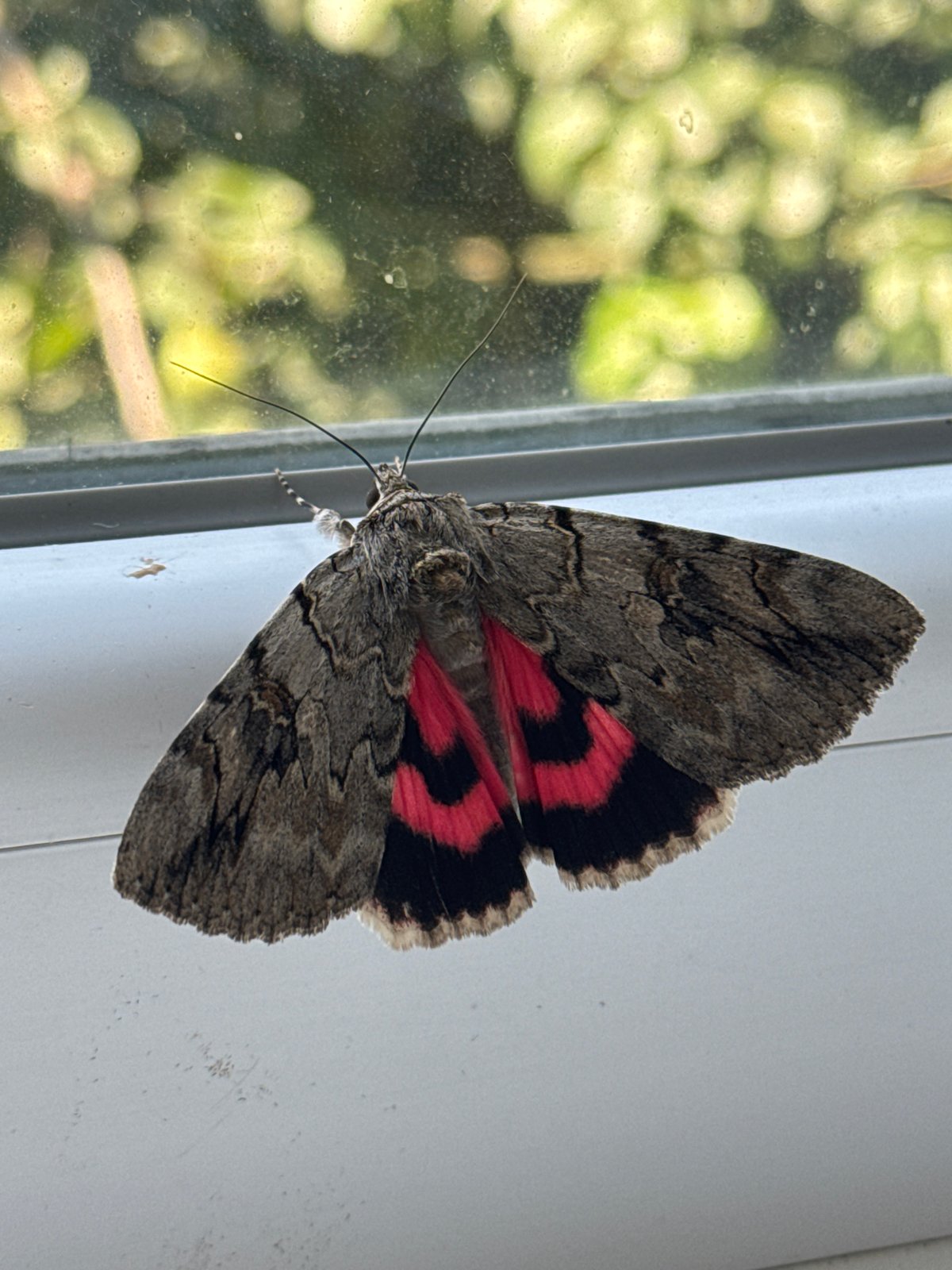 Patterned moth rests on a windowsill before flying off