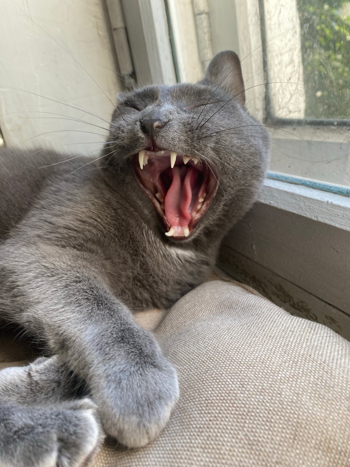 Cats doing cat things on sunny windowsills