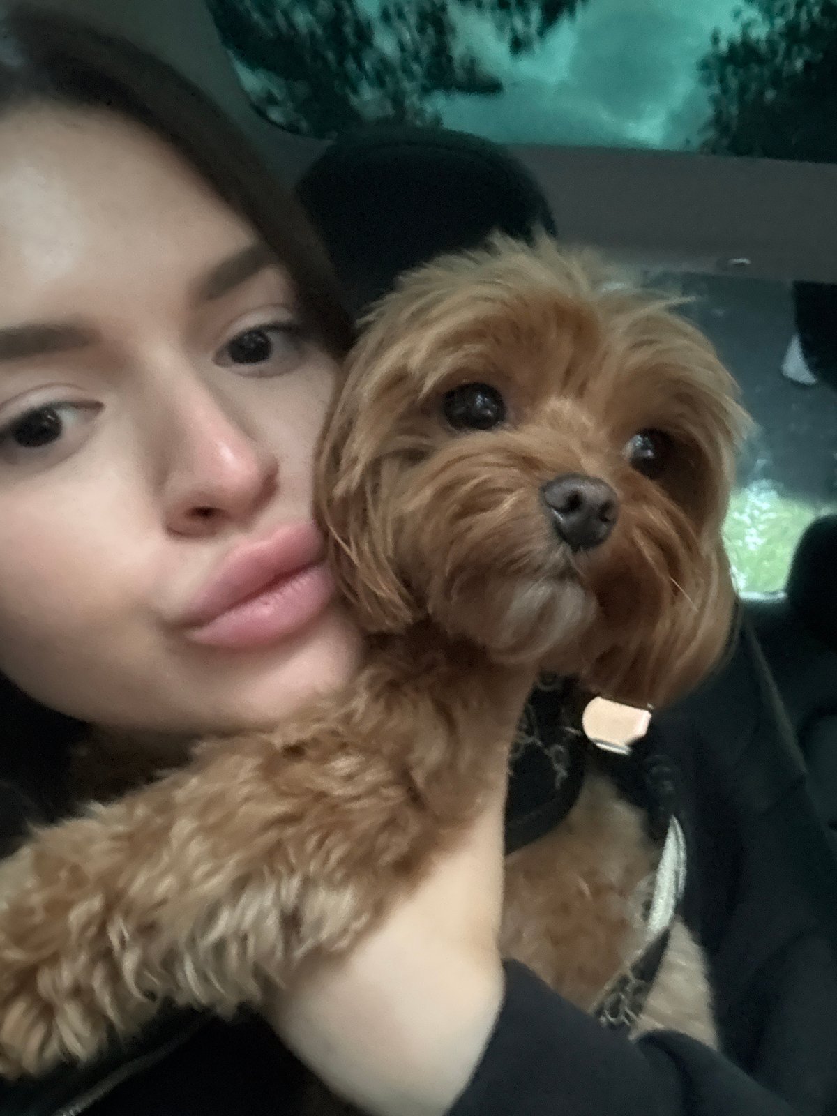 Fluffy dog rides shotgun through Prague in a Tesla