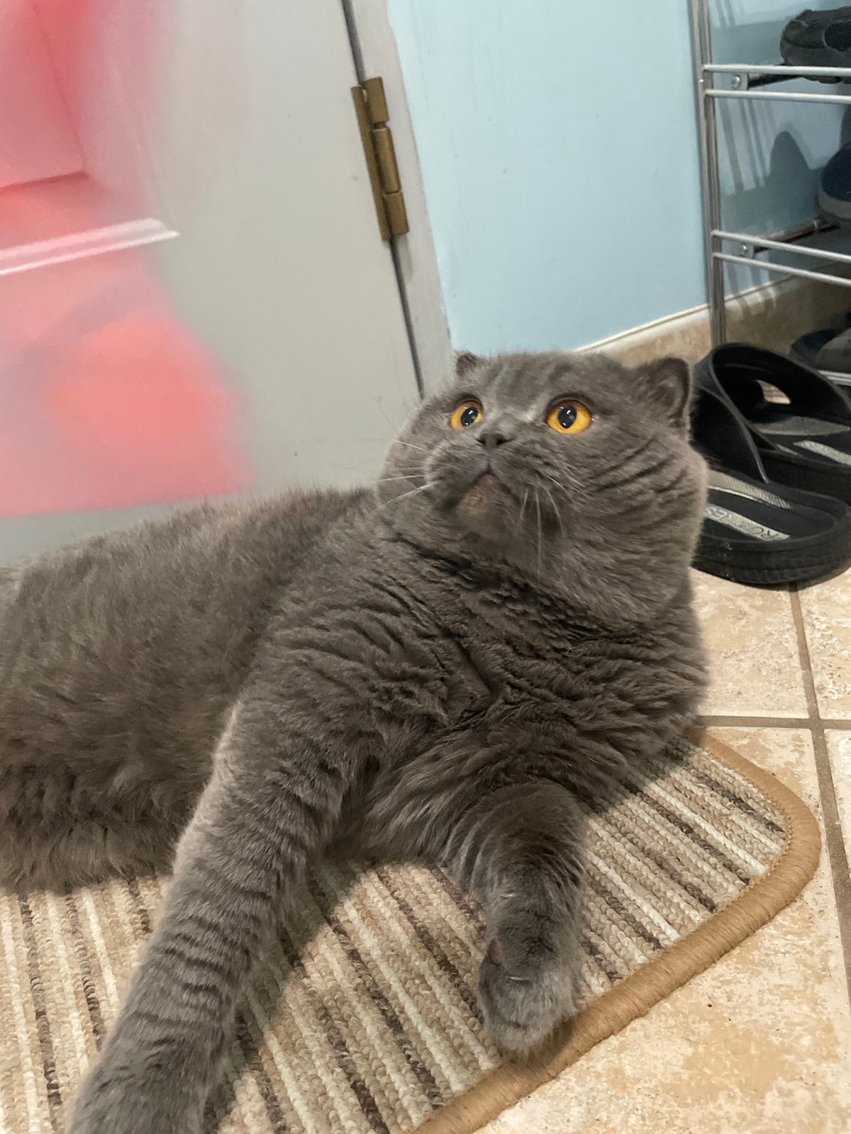 Gray Scottish Fold cat photographed indoors during morning hours
