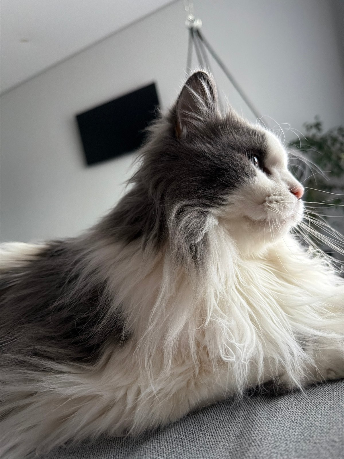 Quiet domestic moments shared between person and cat