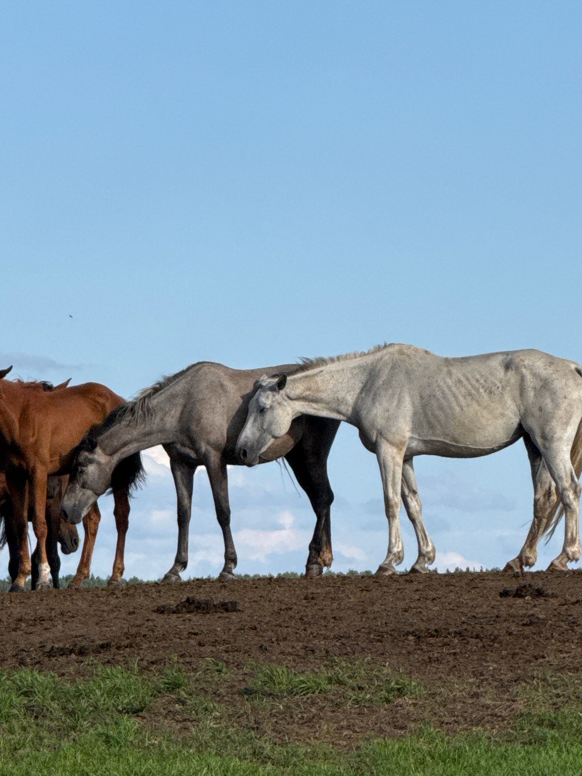 Four horses on a muddy Lithuanian embankment, clear blue sky