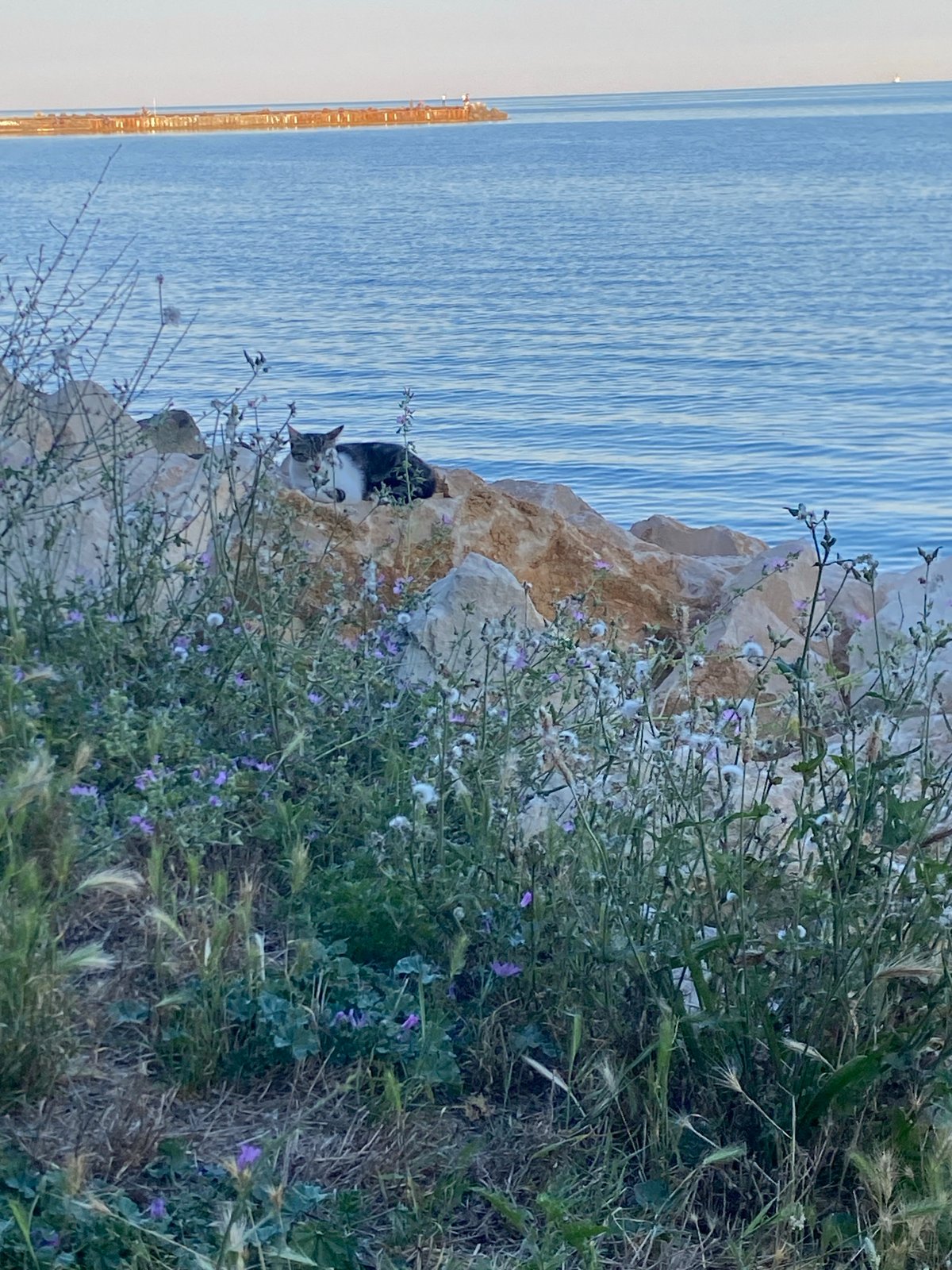 Cats, coastline, and dusk on the Varna Black Sea shore