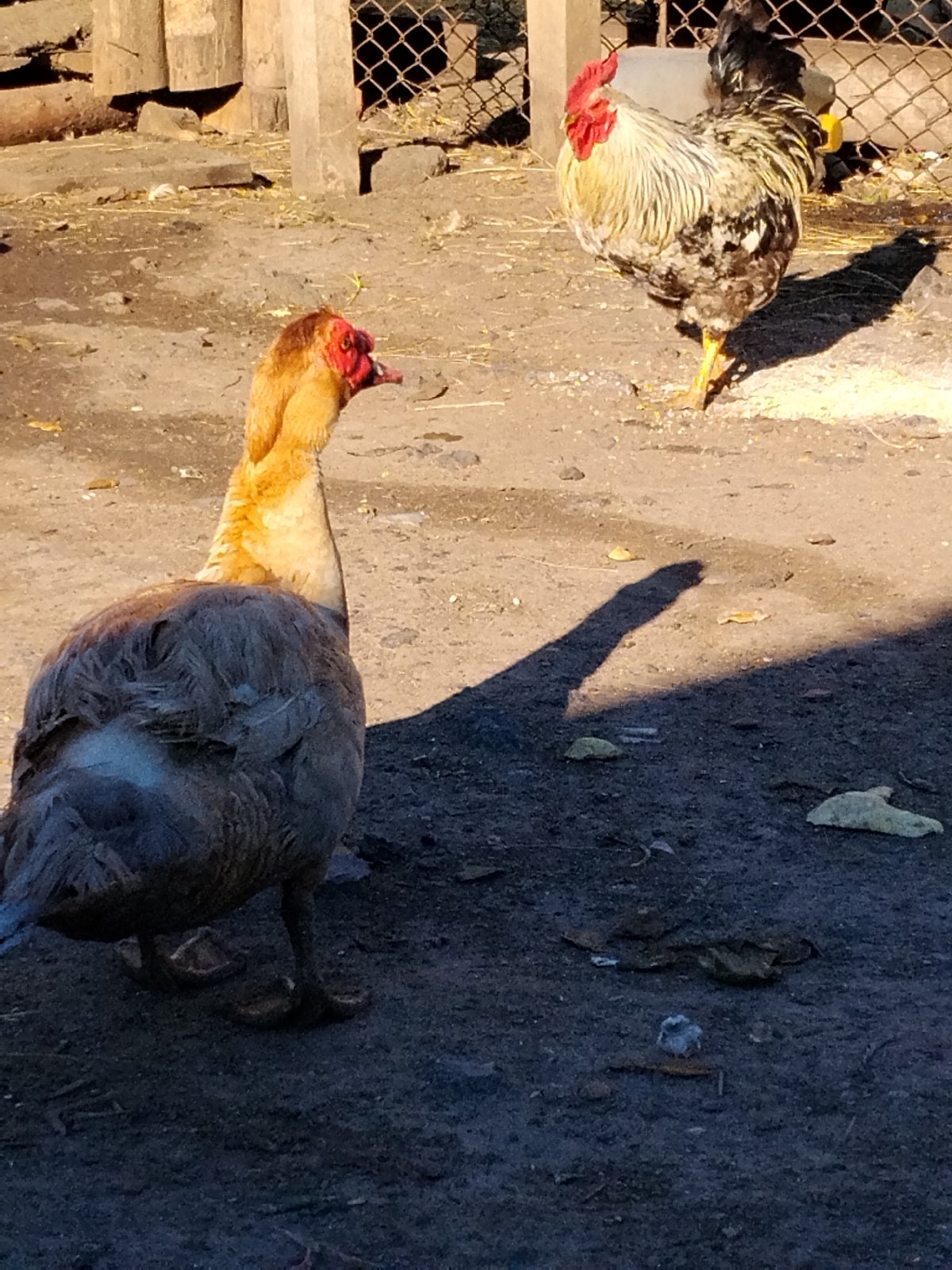 Poultry and ducks in a rural Ukrainian farmyard